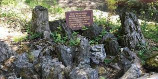 The Petrified Forest in Calistoga: California’s Well-known Bushes