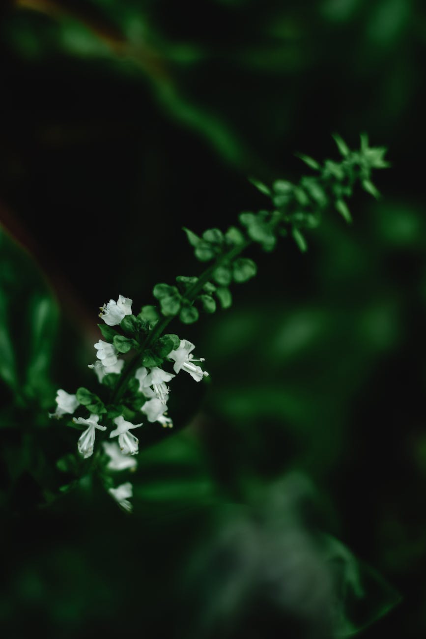 white flowering herb